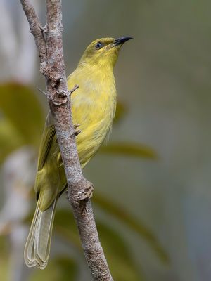Yellow Honeyeater - Citroenhoningeter - Méliphage jaune