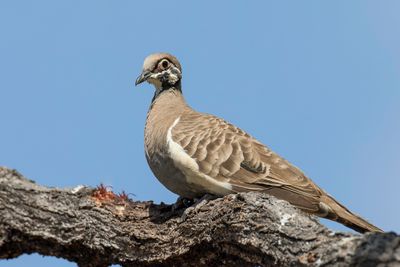 Squatter Pigeon - Bonte Kwartelduif - Colombine marquetée