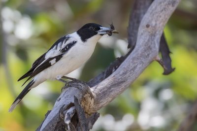 Black-backed Butcherbird - Zwartrugorgelvogel - Cassican à dos noir