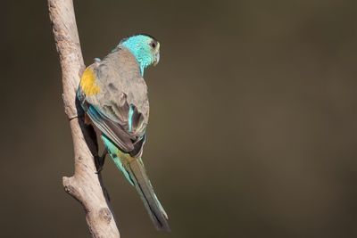 Golden-shouldered Parrot - Geelschouderparkiet - Perruche à ailes d'or (m)