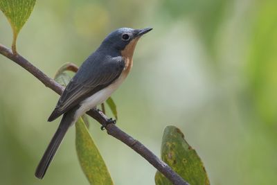 Leaden Flycatcher - Zilvermonarch - Monarque rougegorge (f)