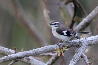 White-browed Robin - Witoorvliegenvanger - Miro bridé
