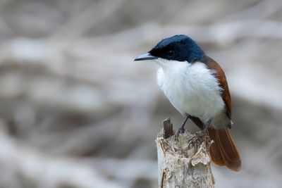 Shining Flycatcher - Zwarte Monarch - Monarque luisant (f)