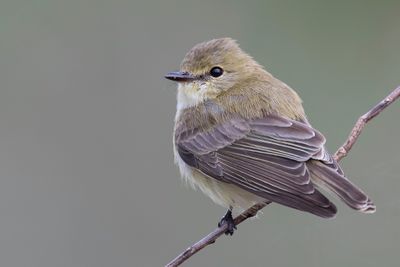 Lemon-bellied Flyrobin - Geelbuikvliegenvanger - Miro à ventre citron