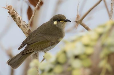 Graceful Honeyeater - Priemsnavelhoningeter - Méliphage gracile