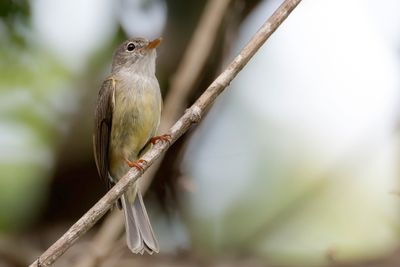 Yellow-legged Flyrobin - Gele Vliegenvanger - Miro à pattes jaunes