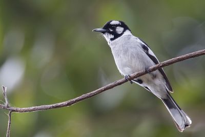 White-eared Monarch - Witoormonarch - Monarque oreillard