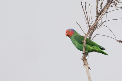 Red-cheeked Parrot - Roodwangpapegaai - Perruche de Geoffroy (m)