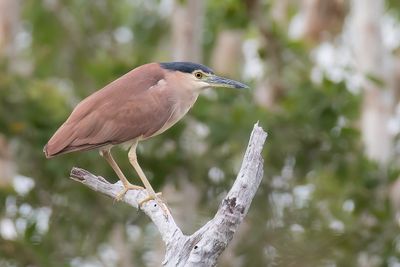 Nankeen Night Heron - Rosse Kwak - Bihoreau cannelle