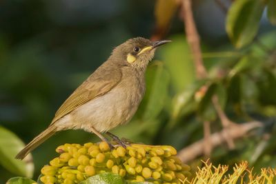 Graceful Honeyeater - Priemsnavelhoningeter - Méliphage gracile