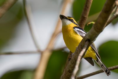 Yellow-breasted Boatbill - Geelborstbootsnavelmonarch - Monarque à poitrine jaune