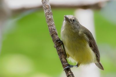 Green-backed Honeyeater - Brilvogelhoningeter - Méliphage trompeur
