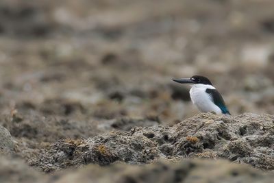 Torresian Kingfisher - Torresijsvogel - Martin-chasseur de Torrès