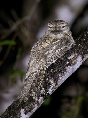 Papuan Frogmouth - Reuzenuilnachtzwaluw - Podarge papou