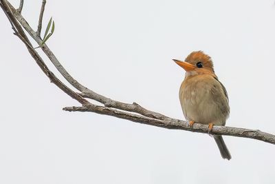 Yellow-billed Kingfisher - Kleine Geelsnavelijsvogel - Martin-chasseur torotoro