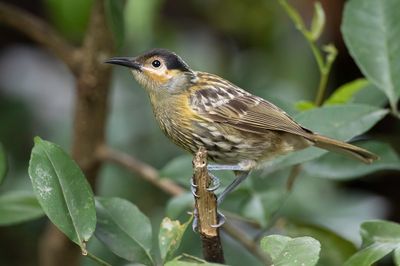 Macleay's Honeyeater - Bruinkaphoningeter - Méliphage de Macleay