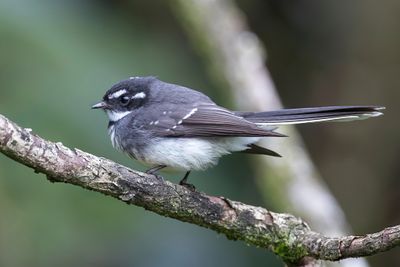 Grey Fantail - Grijze Waaierstaart - Rhipidure gris