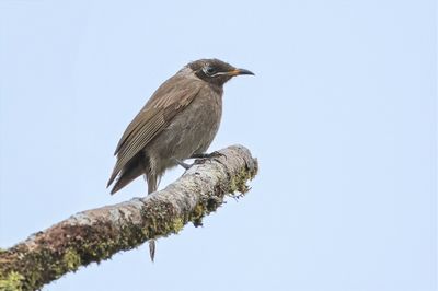 Bridled Honeyeater - Bontbekhoningeter - Méliphage bridé