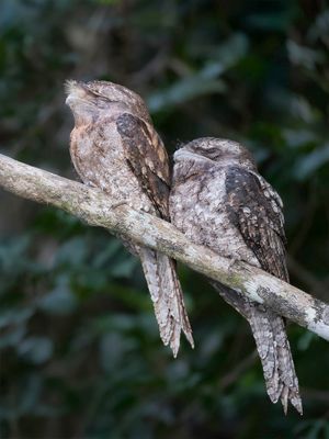 Papuan Frogmouth - Reuzenuilnachtzwaluw - Podarge papou (m+f)