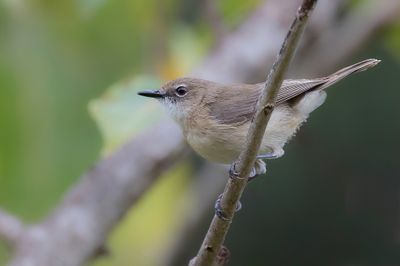 Large-billed Gerygone - Dikbekmangrovezanger - Gérygone à bec fort