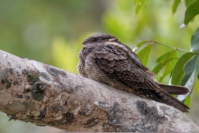 Large-tailed Nightjar - Horsfields Nachtzwaluw - Engoulevent de Horsfield