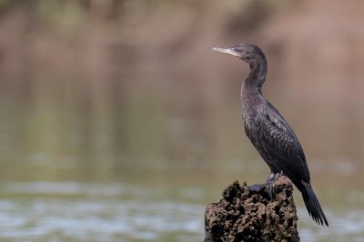 Little Black Cormorant - Zwarte Aalscholver - Cormoran noir