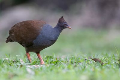Orange-footed Scrubfowl - Rood Boshoen - Mégapode de Reinwardt