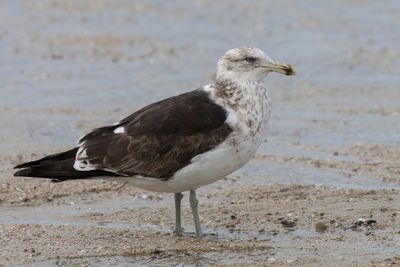 Kelp Gull - Kelpmeeuw - Goéland dominicain