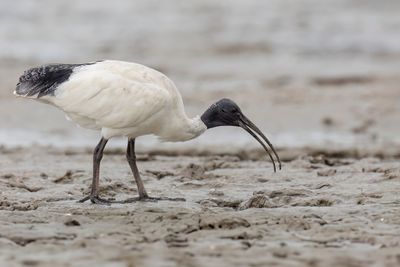 Australian White Ibis - Australische Witte Ibis - Ibis à cou noir