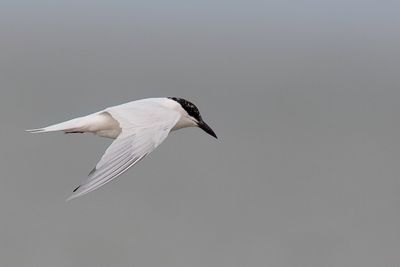 Australian Tern - Australische lachstern - Sterne à longues pattes