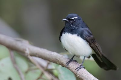 Willie Wagtail - Tuinwaaierstaart - Rhipidure hochequeue