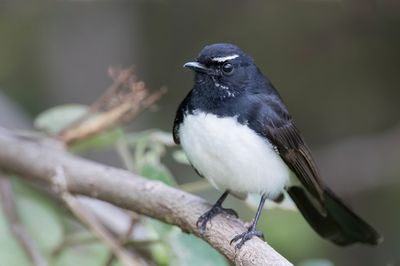 Willie Wagtail - Tuinwaaierstaart - Rhipidure hochequeue