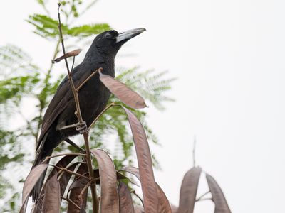 Black Butcherbird - Zwarte Orgelvogel - Cassican des mangroves