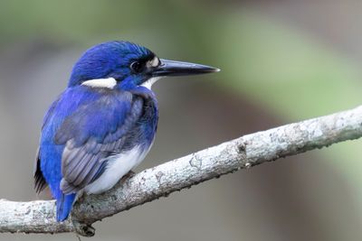 Little Kingfisher - Papoea-ijsvogel - Martin-pêcheur poucet