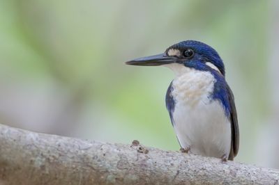 Little Kingfisher - Papoea-ijsvogel - Martin-pêcheur poucet