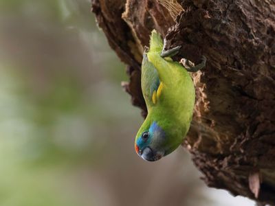 Double-eyed Fig Parrot - Dubbeloogvijgpapegaai - Psittacule double-oeil (f)