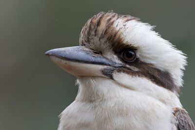 Laughing Kookaburra - Kookaburra - Martin-chasseur géant