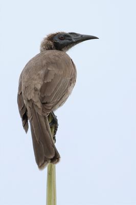 Helmeted Friarbird - Timorhelmlederkop - Polochion casqué