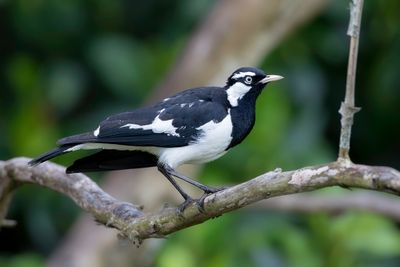 Magpie Lark - Australische Slijkekster - Gralline pie