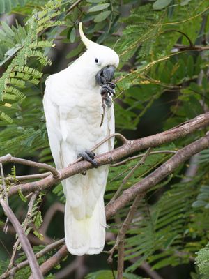 Sulphur-crested Cockatoo - Grote Geelkuifkaketoe - Cacatoès à huppe jaune