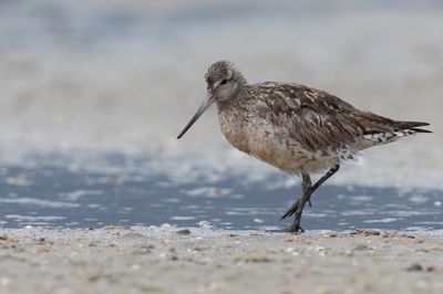 Bar-tailed Godwit - Rosse Grutto - Barge rousse