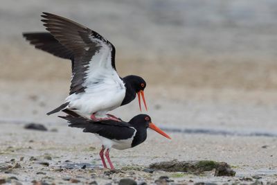 Pied Oystercatcher - Australische Bonte Scholekster - Huîtrier à long bec