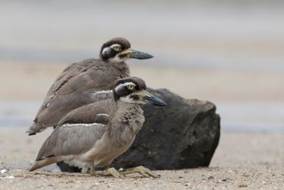 Beach Stone-curlew - Rifgriel - Oedicnème des récifs