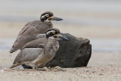Beach Stone-curlew - Rifgriel - Oedicnème des récifs