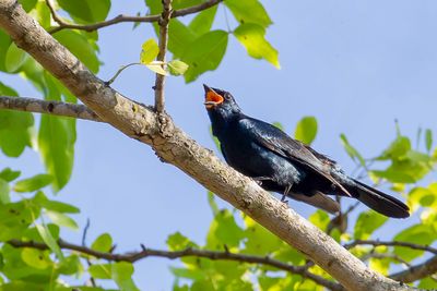 Black Cuckooshrike - Kaapse Rupsvogel - chenilleur  paulettes jaunes (m)