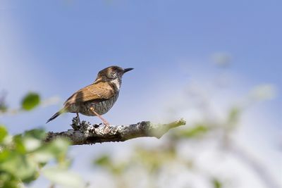 Stierling's Wren-Warbler - Kleine Savannezanger - Camaroptre de Stierling