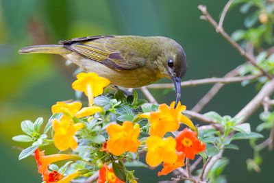 Olive Sunbird - Olijfgroene Honingzuiger - Souimanga olivtre