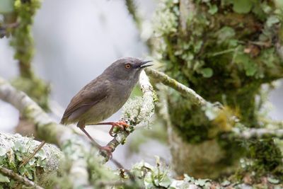 Roberts's Warbler - Roberts' Prinia - Prinia de Roberts