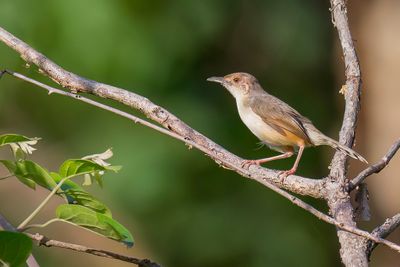 Red-faced Cisticola - Roodmaskergraszanger - Cisticole  face rousse