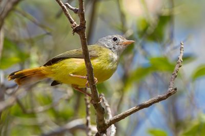 Livingstone's Flycatcher - Grijskopelfmonarch - rythrocerque de Livingstone